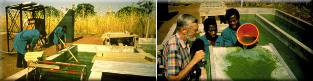 FoxTogoHarvest8 Fox Togo Harvest