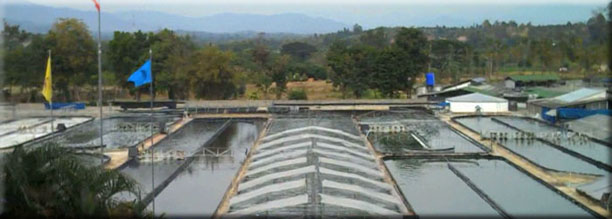 GreenDiamond8 Boonsom Ponds